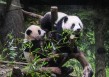 日媒：“大熊猫可能会从日本完全消失”