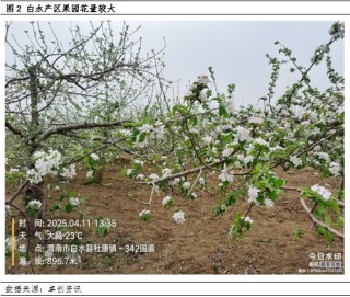 【花期调研】低温、大风或增加挂果欠佳的概率