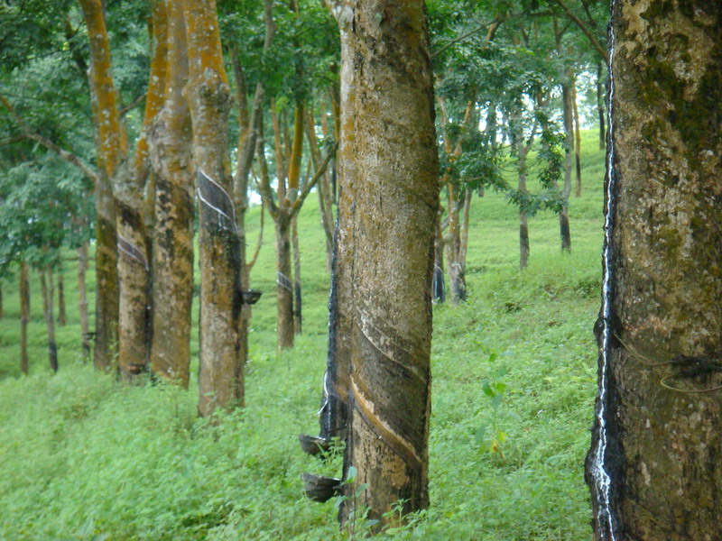 如何了解橡胶期货交割品种？橡胶期货交割流程有哪些？  第1张