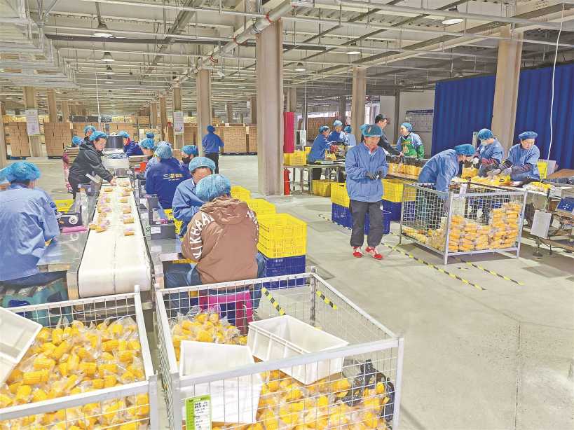 探访“中国玉米之乡”: 鲜食玉米年销4亿穗  第1张 探访“中国玉米之乡”: 鲜食玉米年销4亿穗  第1张